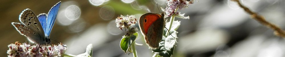 Nature-guide d'information sur la recherche de papillons.