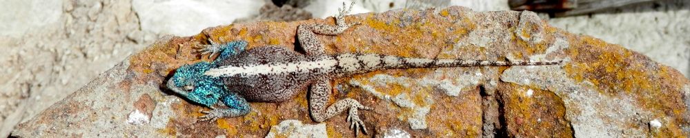 Nature-guide information on finding reptiles and amphibian.